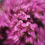 ` Marumi Neptune 55mm`